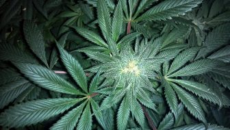 cannabis