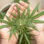 Marijuana