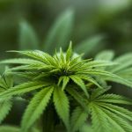 Medical Marijuana