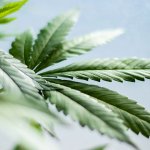 CBD Terpenes