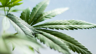 CBD plant