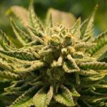 Cannabis Grow Operation