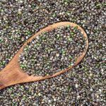 Cannabis Seeds Online