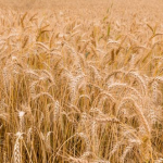 How can you Trade Commodities