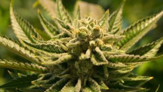 How to be successful in the Cannabis Industry