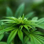 A beautiful lush green Cannabis plant.