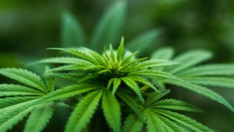 A beautiful lush green Cannabis plant.