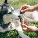 A man giving CBD drops to a dog for anxiety treatment.