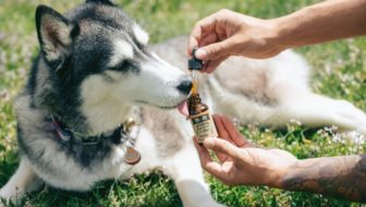 A man giving CBD drops to a dog for anxiety treatment.