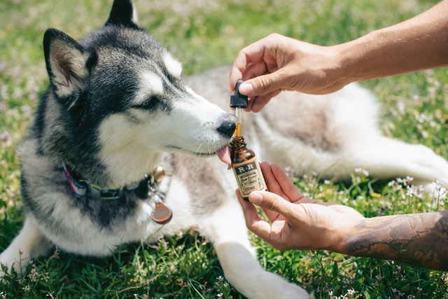 A  man giving CBD drops to a dog for anxiety treatment.