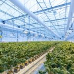 Cannabis plants been grown on a large scale.