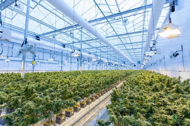 Cannabis plants been grown on a large scale.