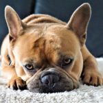 A french bulldog sleeping on the bed.