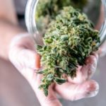 A cannabis plant in a jar.