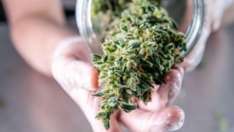 A cannabis plant in a jar.