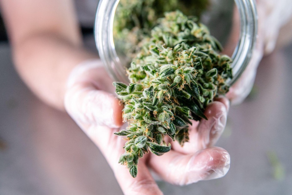 A cannabis plant in a jar.