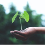 Planting