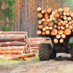 timber sourcing