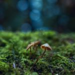 How Science Can Help with Key Environmental Issues