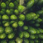 Eco-Friendly Moving Tips for a Sustainable Relocation