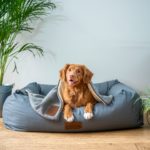 Best Pet Insurance For Pre Existing Conditions: Top Choices for Your Pet's Health