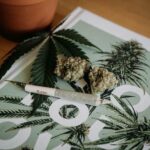 Cannabis