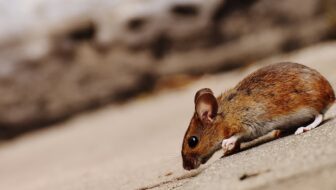 Why Your Business Needs a Pest Control Plan (And How to Create One)