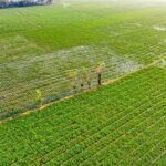 Looking for an Agricultural Trading Company? Tips to Make the Right Choice