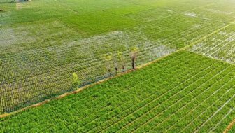 Looking for an Agricultural Trading Company? Tips to Make the Right Choice