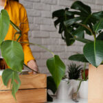Plants from Online Stores
