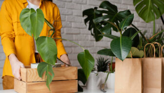 Plants from Online Stores