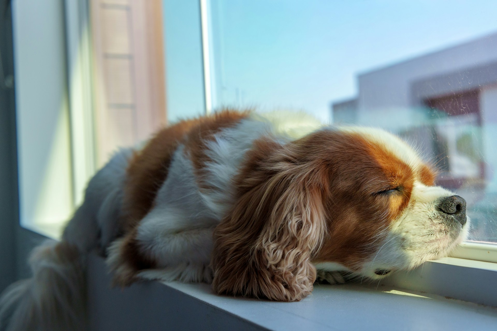 Different Ways to Create a Calming Environment for an Anxious Dog