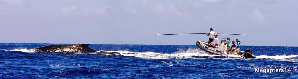 US/NZ to track endangered whales in Rarotonga