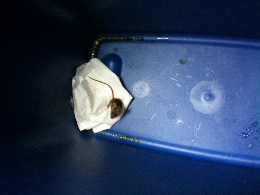 Mice: Almost as Cute as Rats