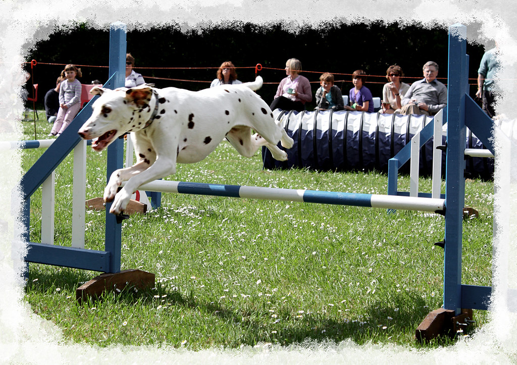 Dog Show.