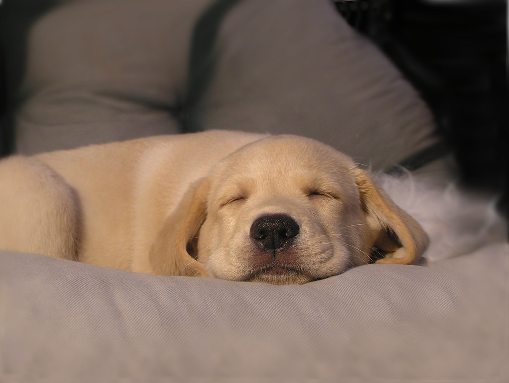 Puppys dream