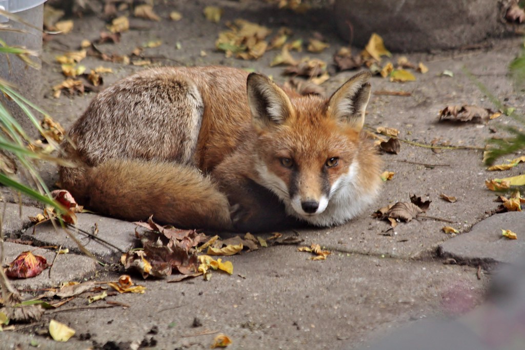Make Yourself at Home Why Don't You - Redhill Garden - Oct 2018