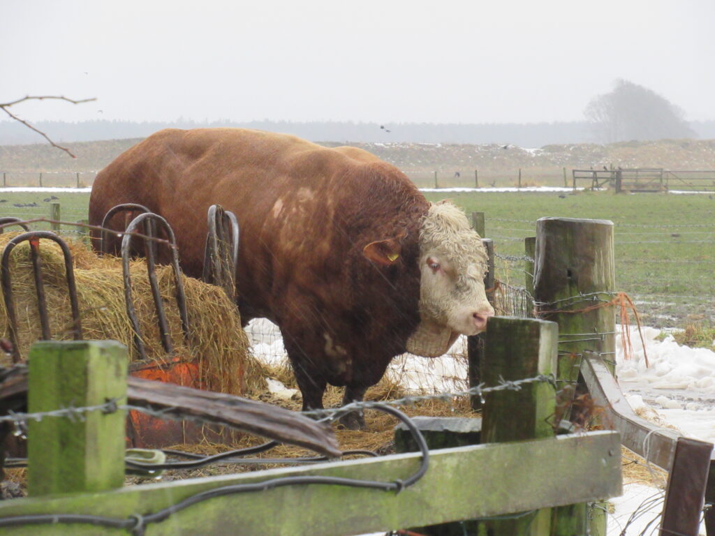 Old guy trying to work out whether retirement is a viable option. Near Edzell. - geograph.org.uk - 5699771
