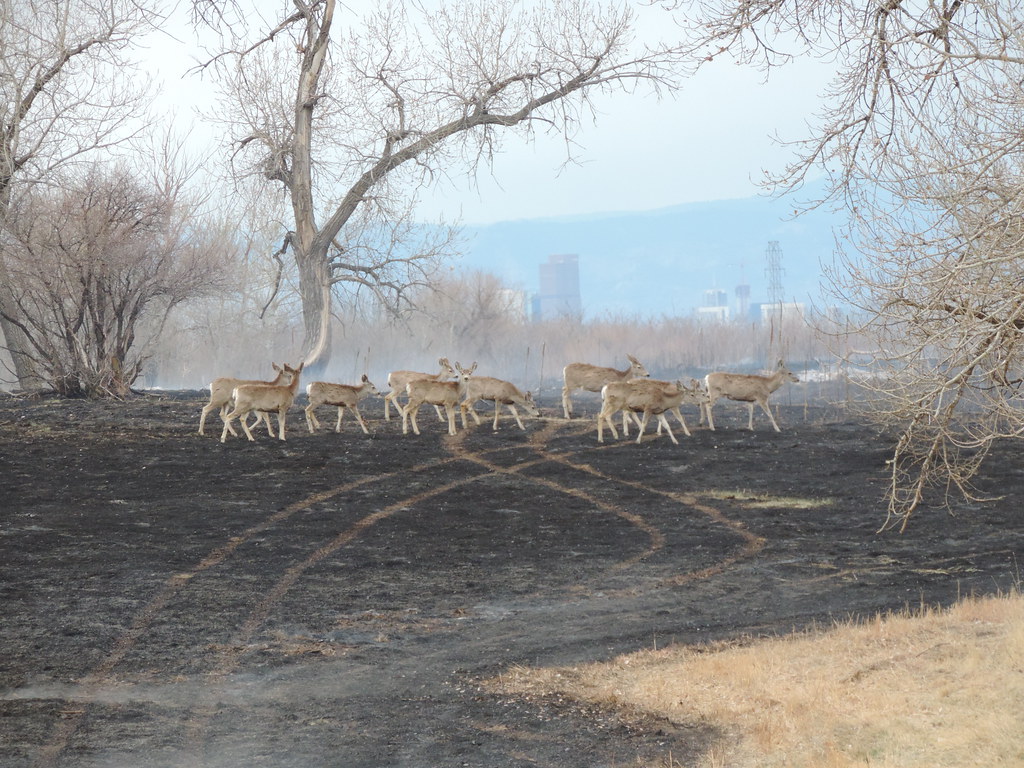 Prescribed Fire